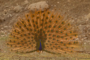 peacock